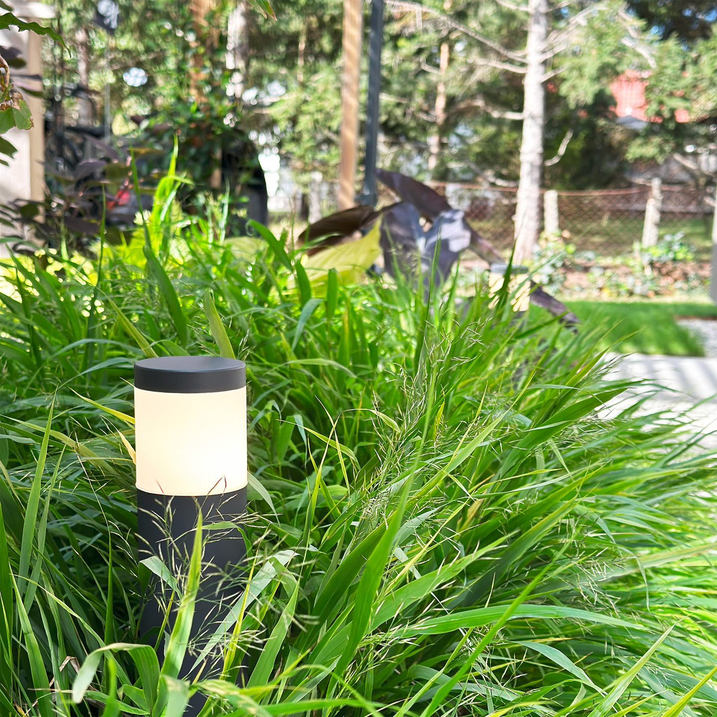 POLLY POLLARE LIGHTSON