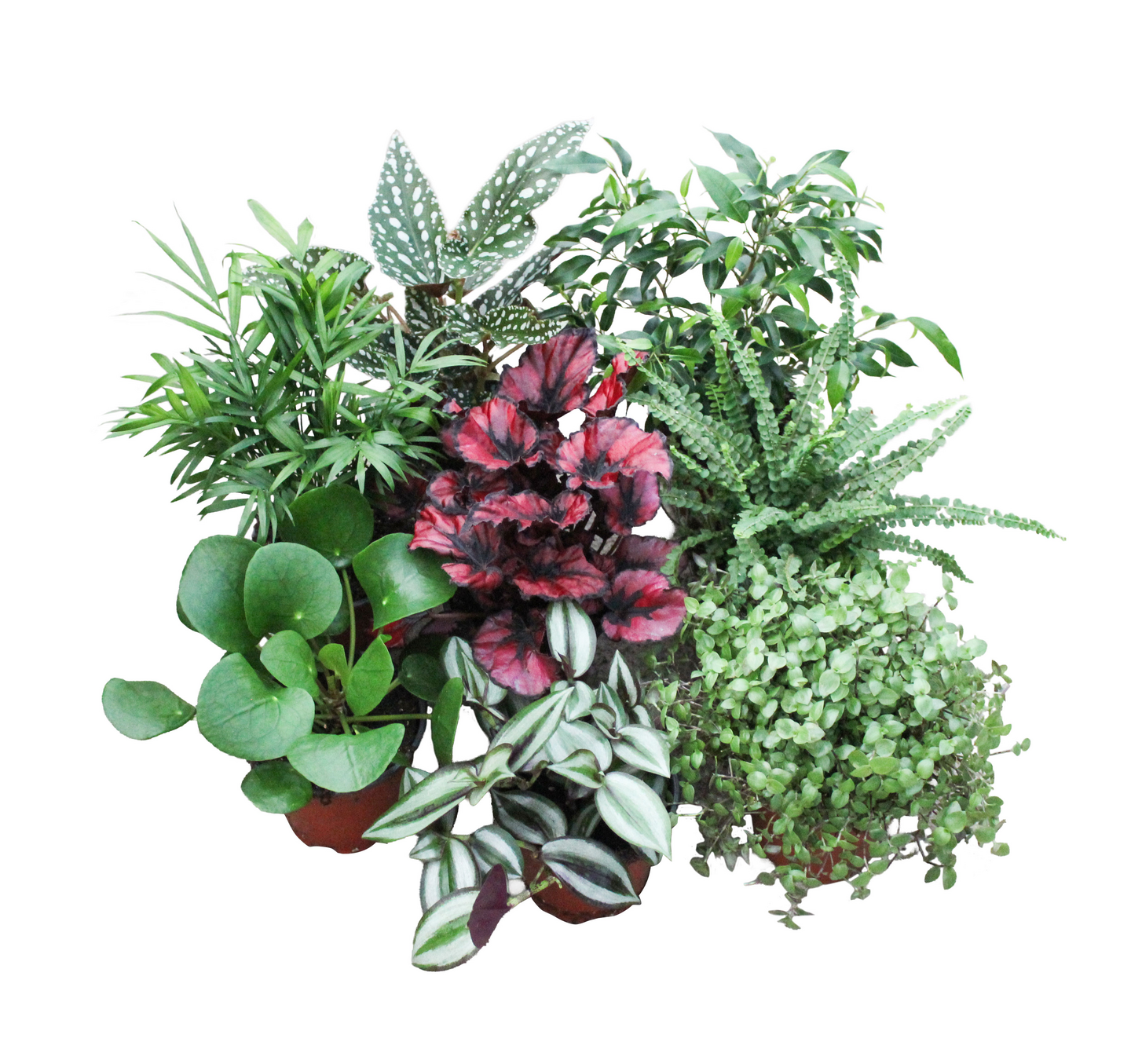 Viherkasvi mix 12cm ruukku