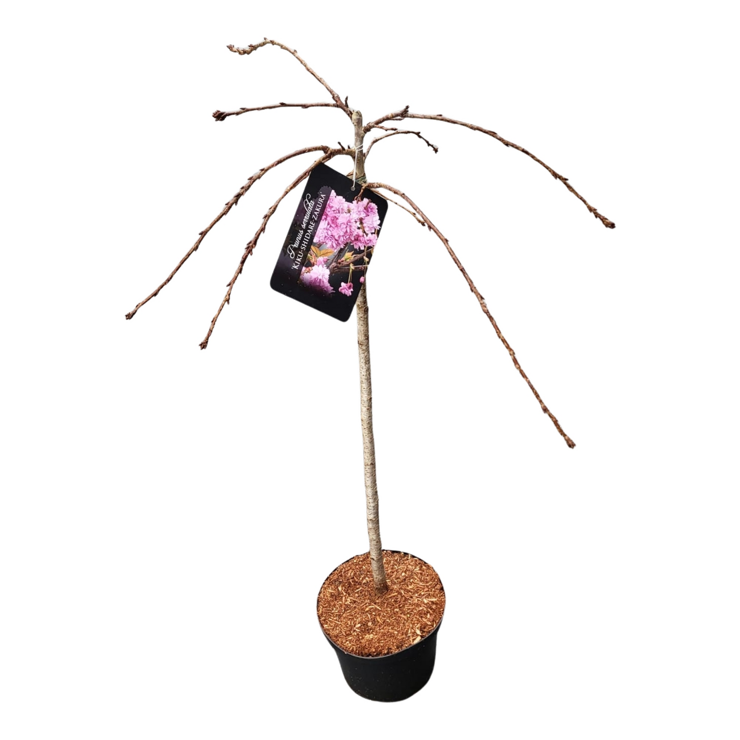 Japaninkirsikka  Prunus Serrulata 3l ruukku