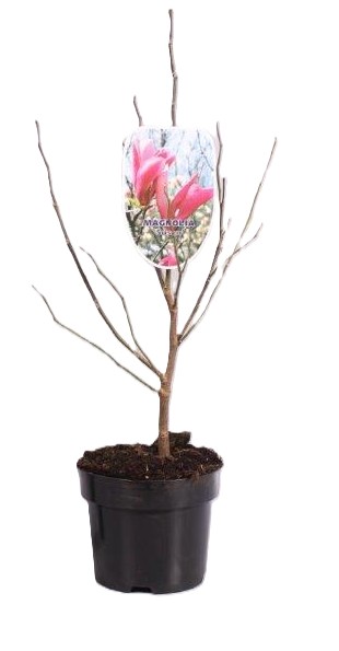 Magnolia 3l ruukku