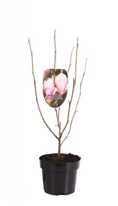 Magnolia 3l ruukku