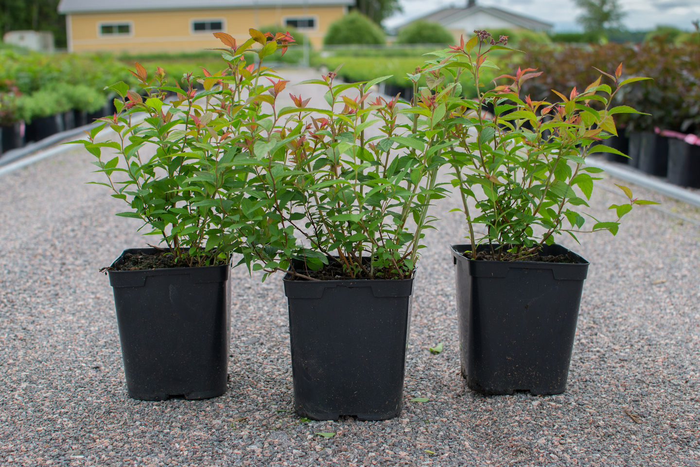 Ruusuangervo Spiraea japonica Froebelii 1,5l astia