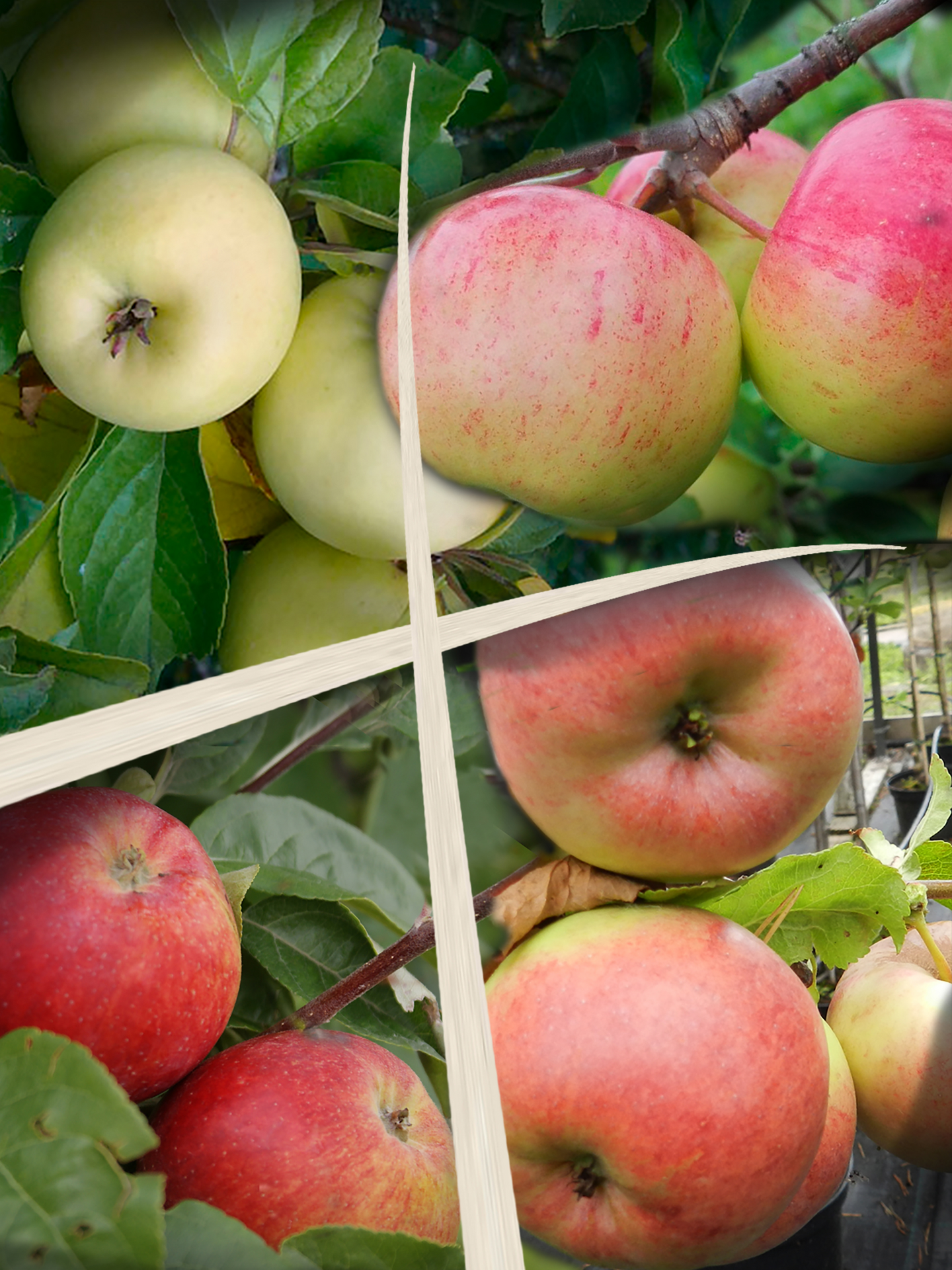 Omenapuu Malus domestica perheomenapuu 7,5l astia