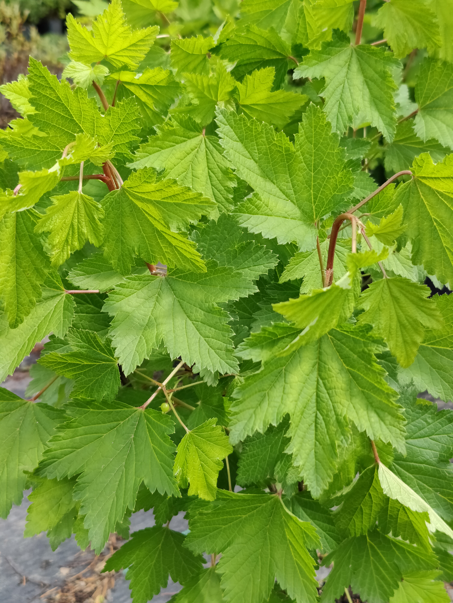 Punaherukka Ribes rubrum Punainen hollantilainen 3l astia