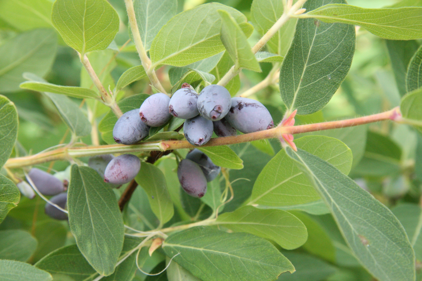 Hunajamarja Lonicera caerulea kamtschatica Wojtek 3l astia