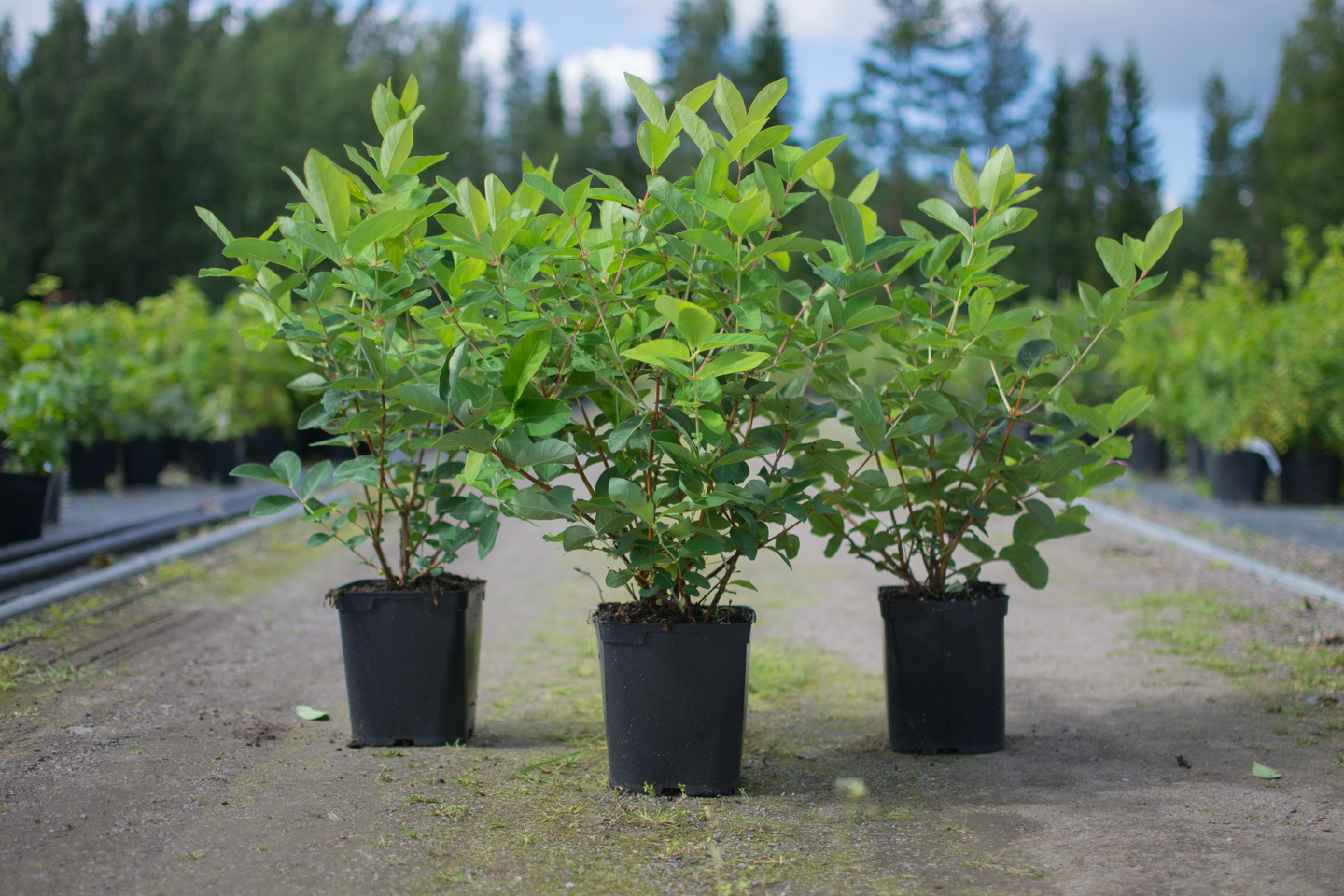 Hunajamarja Lonicera caerulea kamtschatica Wojtek 3l astia