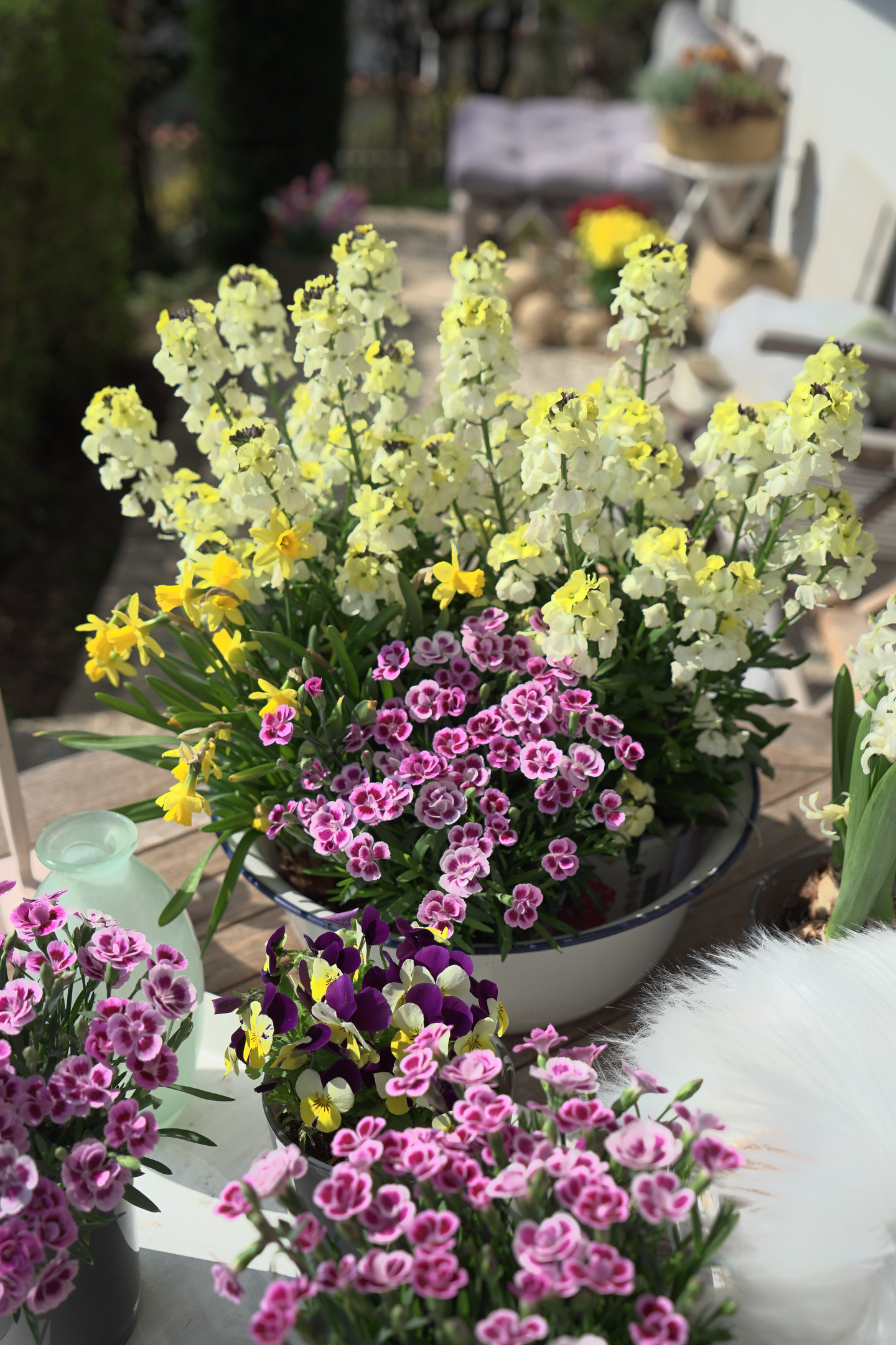 Neilikka Pink Kisses 12cm ruukku