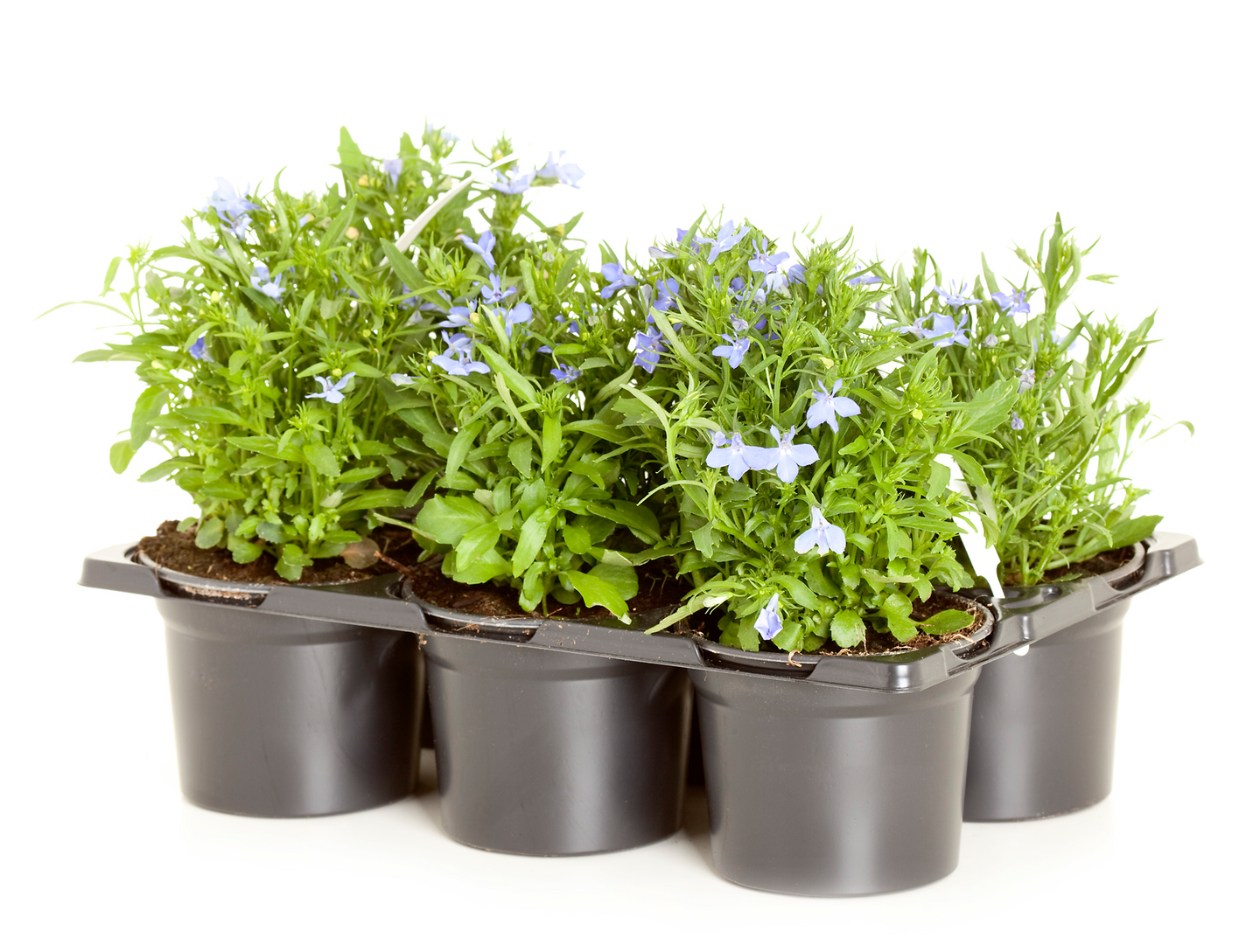 Kesäkukka lajitelma 6kpl pakkaus 9cm ruukku