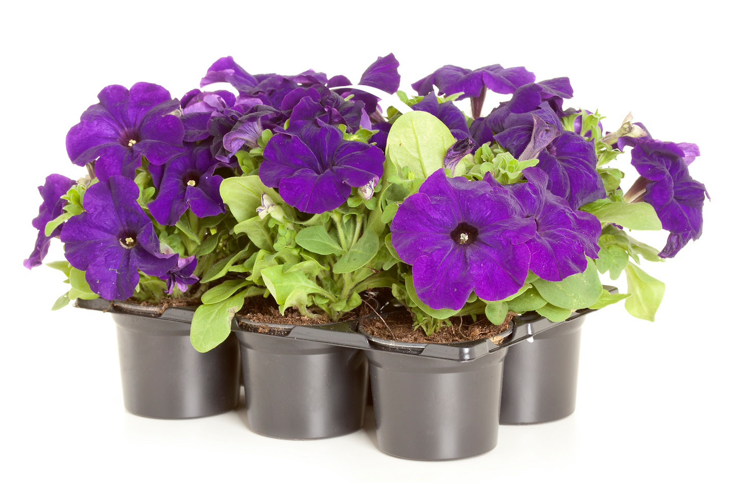 Kesäkukka lajitelma 6kpl pakkaus 9cm ruukku