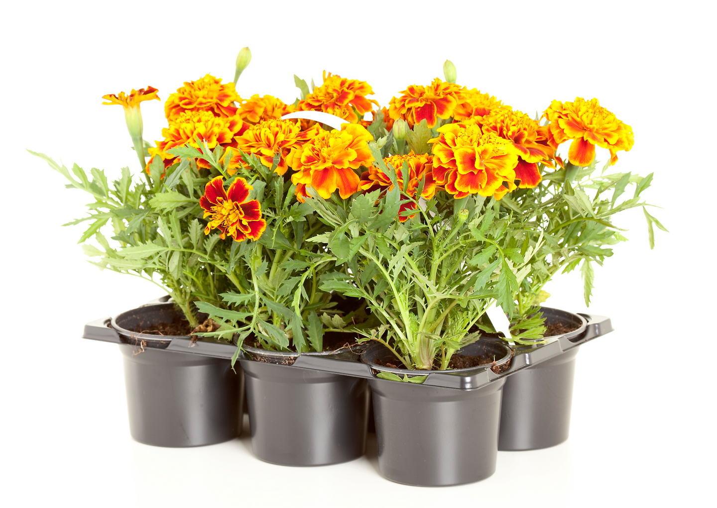 Kesäkukka lajitelma 6kpl pakkaus 9cm ruukku