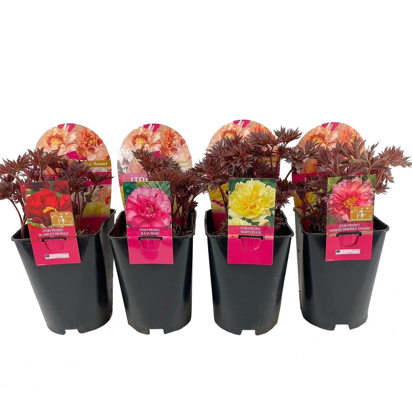 Itoh pioni mix 26cm ruukku