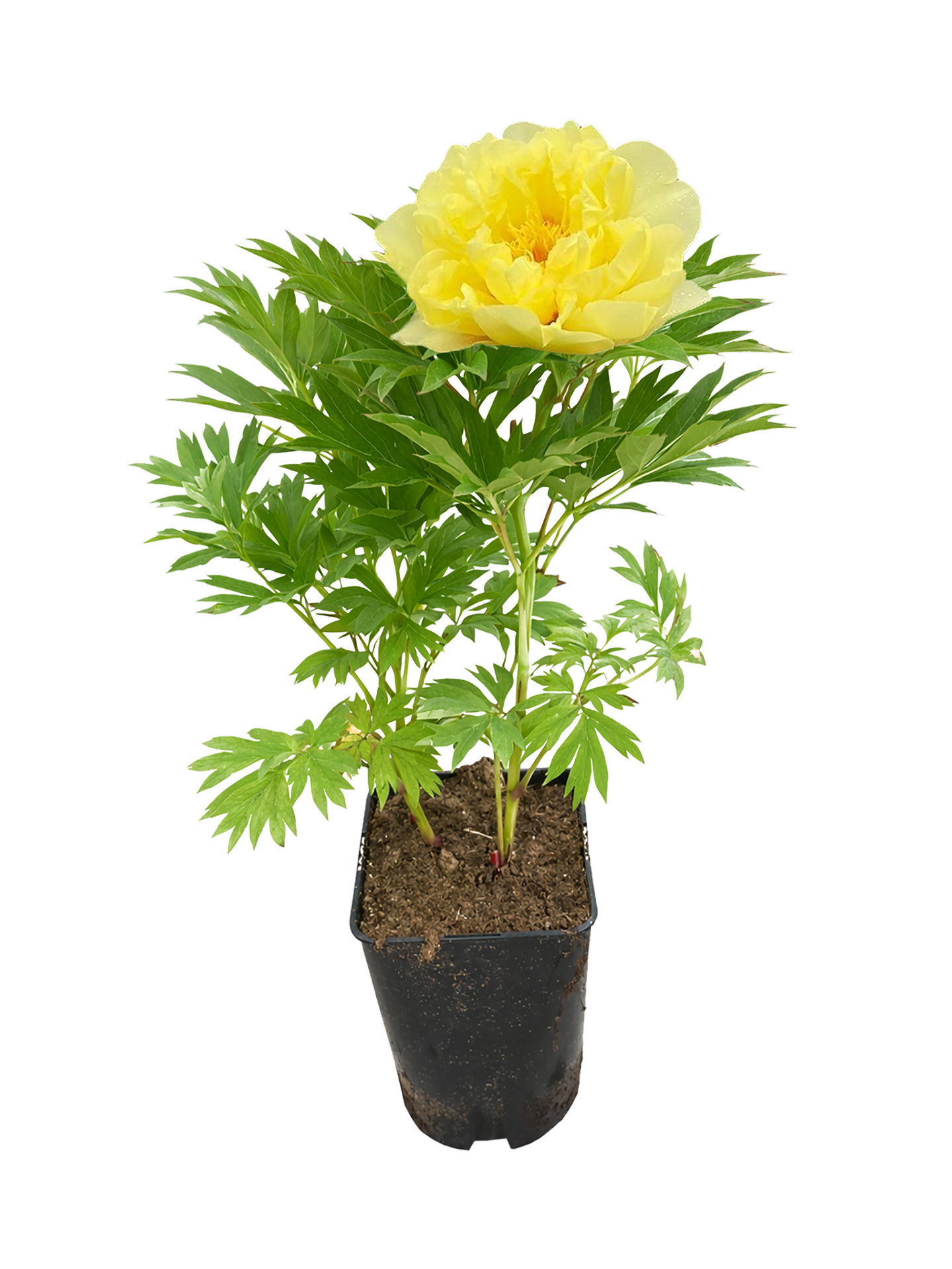 Itoh pioni mix 26cm ruukku