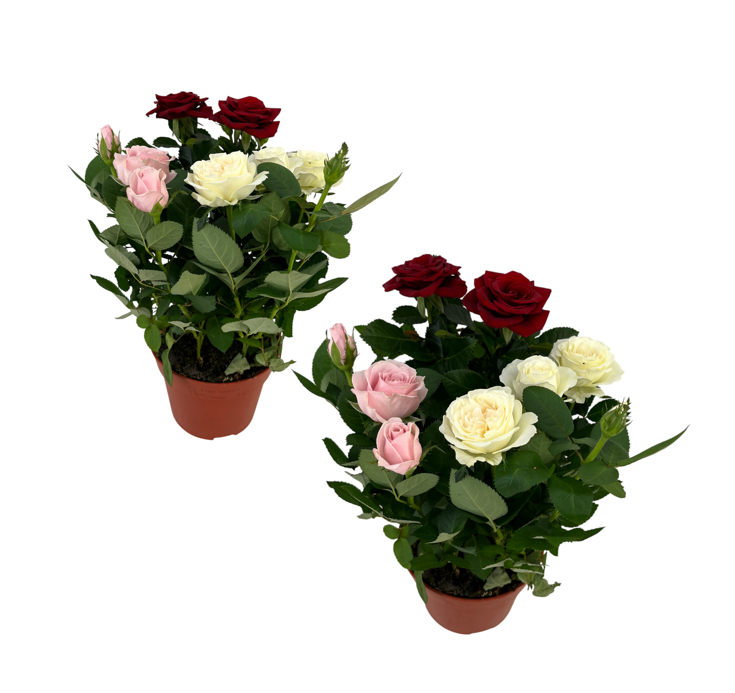 Ruusu Trio Mix 14cm ruukku