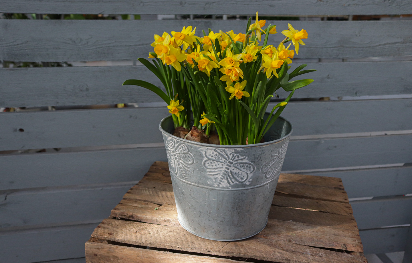 Narsissi 'Tete a Tete' 12cm ruukku