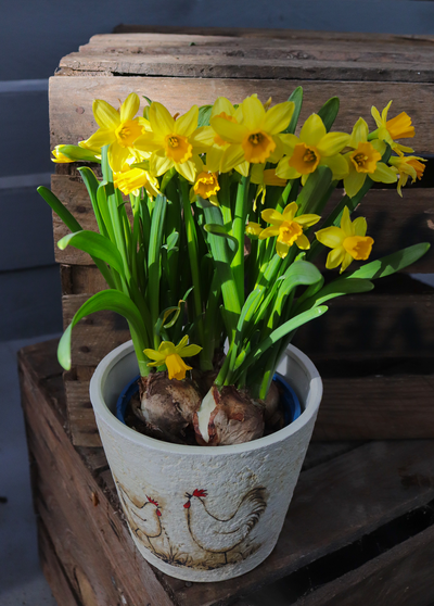 Narsissi 'Tete a Tete' 12cm ruukku