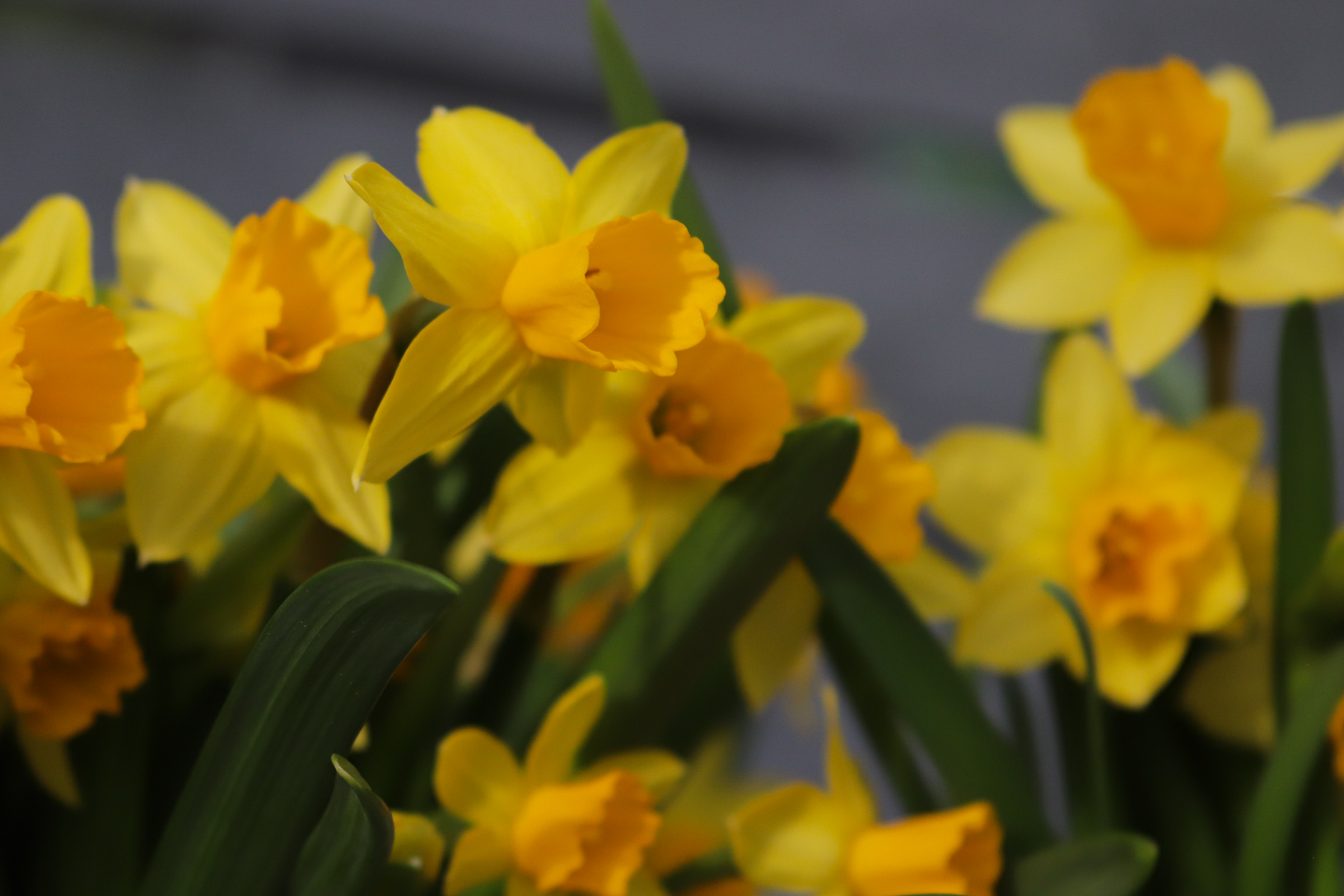 Narsissi 'Tete a Tete' 12cm ruukku