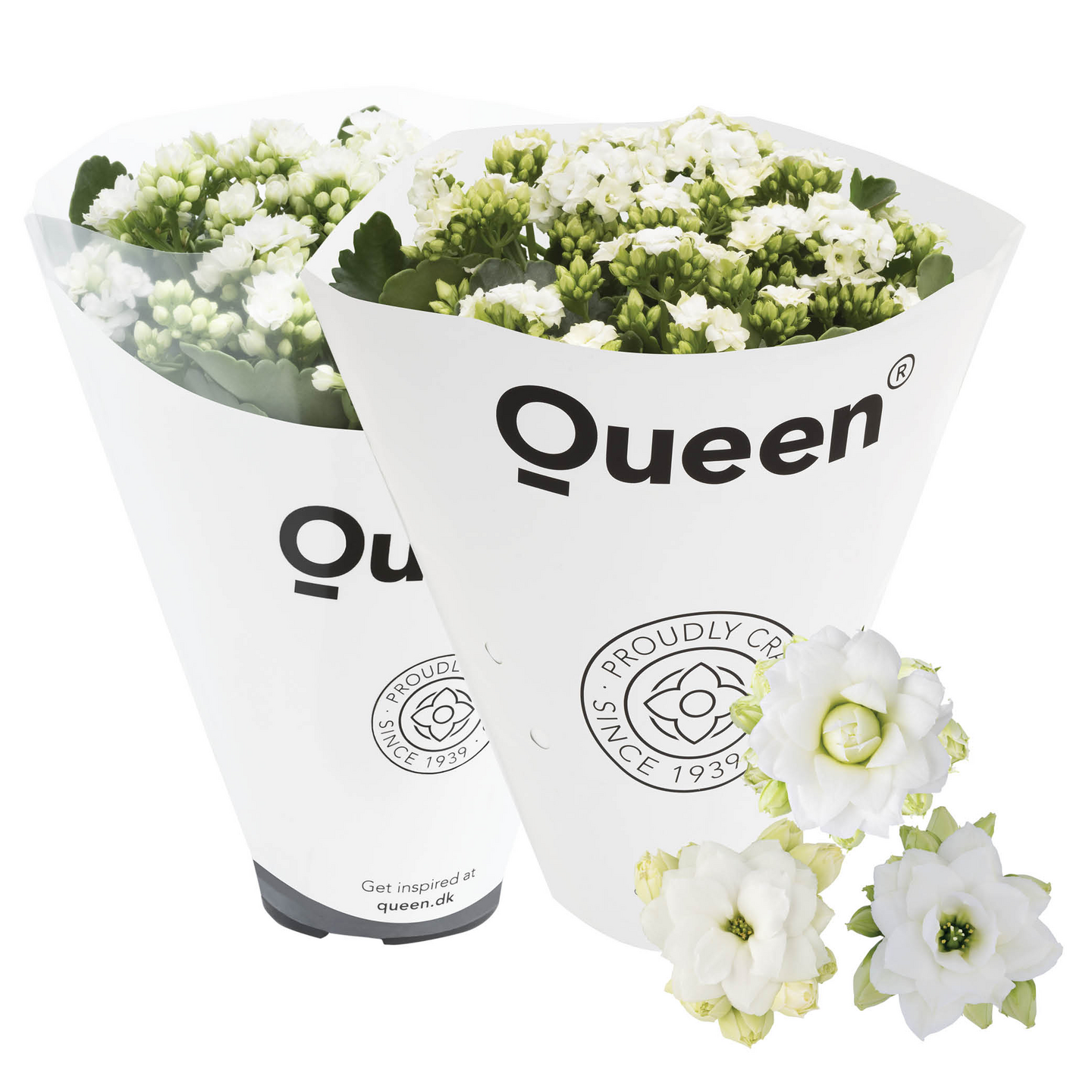 Tulilatva Queen valkoinen 10,5cm ruukku