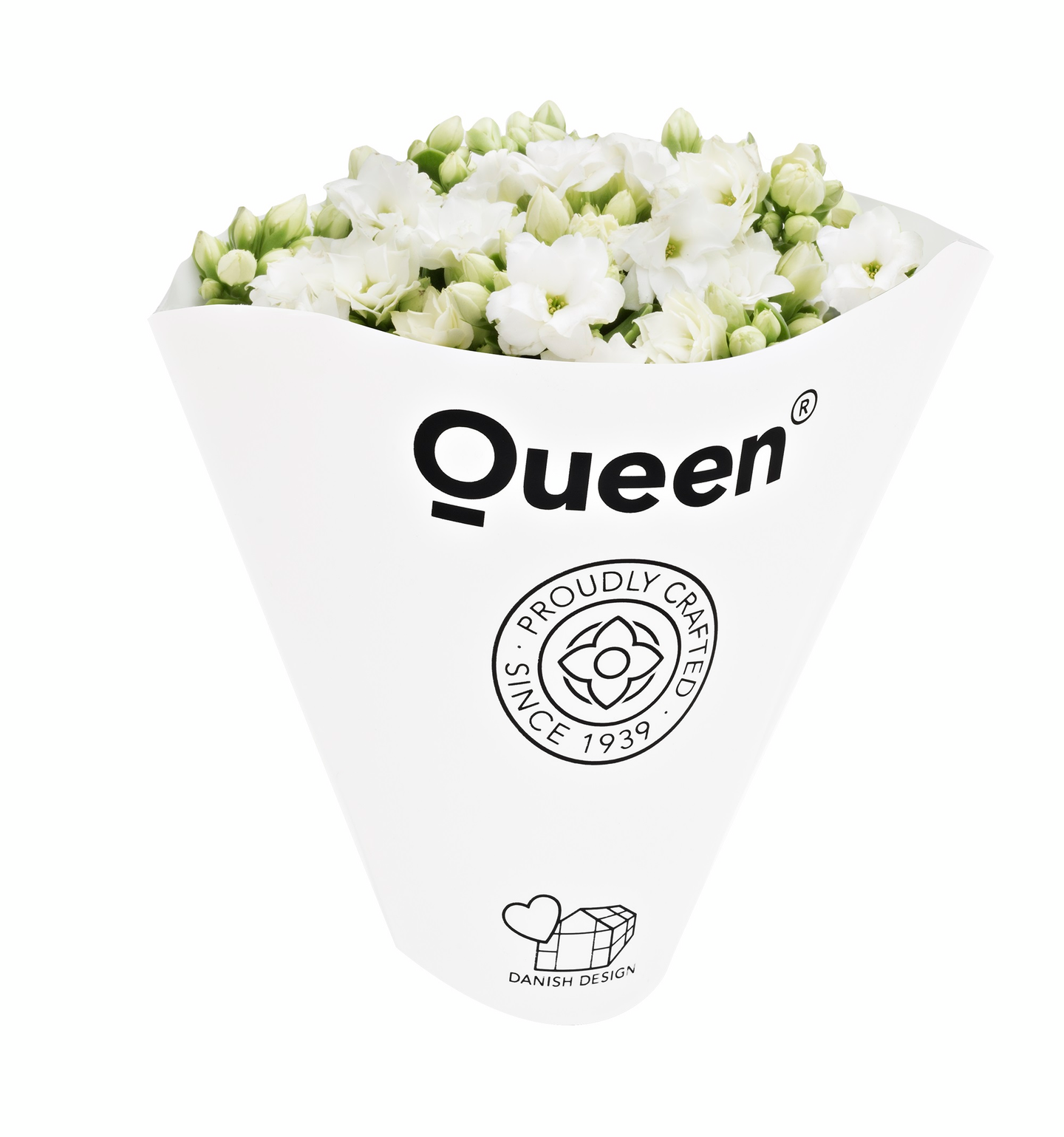 Tulilatva Queen valkoinen 10,5cm ruukku