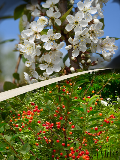 Pensaskirsikka Prunus cerasus Tamaris 7,5l astia