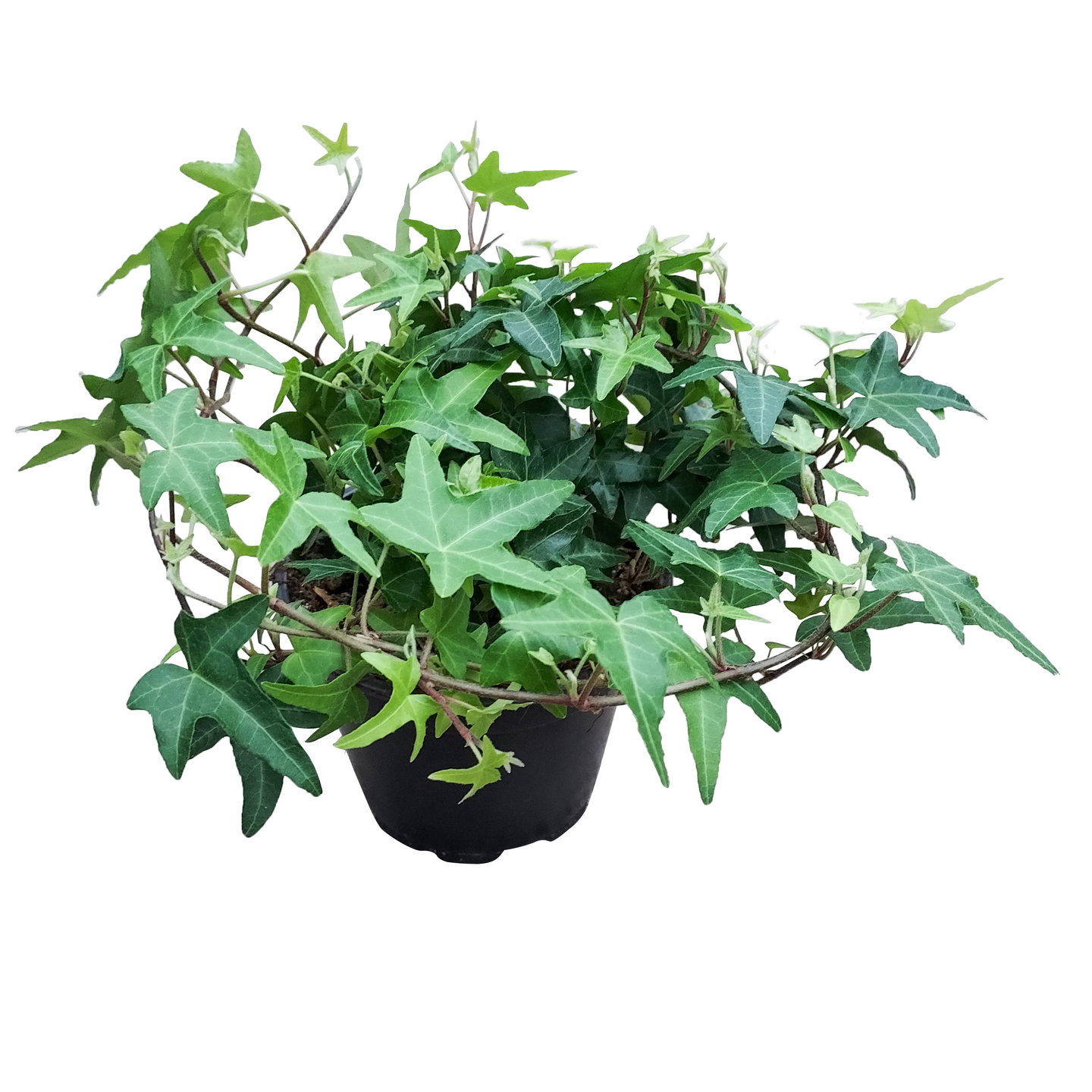 Muratti 10,5cm ruukku