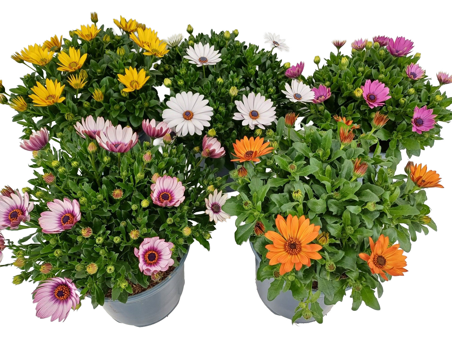 Sääkukka Osteospermum XL 19cm ruukku