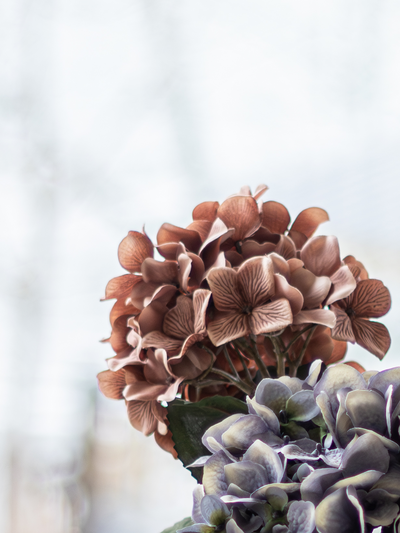 Hortensia Bloom Deco oksa burgundi 