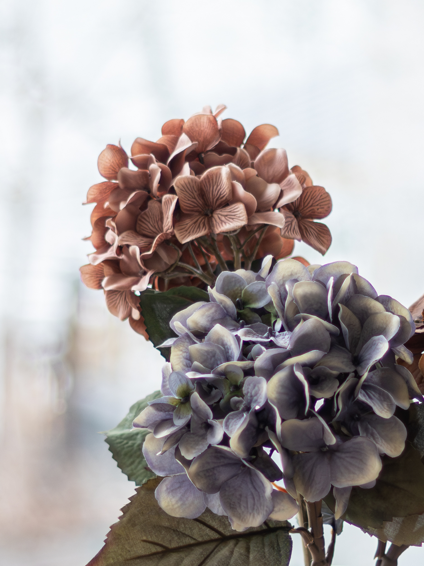 Hortensia Bloom Deco oksa sininen