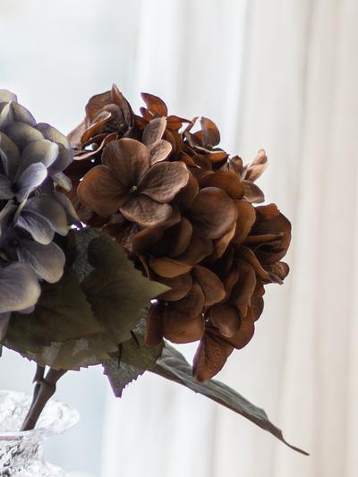 Hortensia Bloom Deco oksa ruskea 