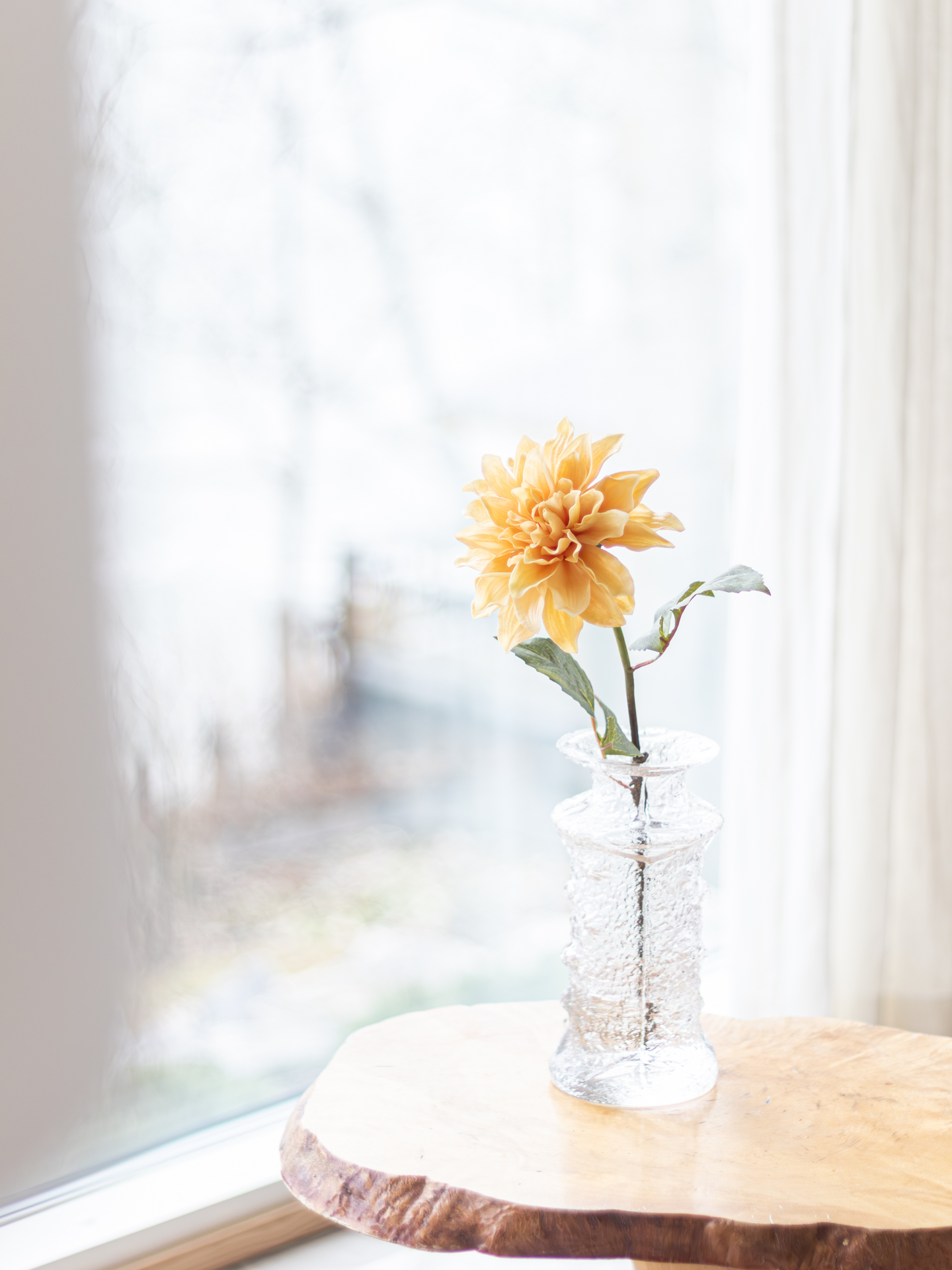 Daalia Bloom Deco oksa keltainen