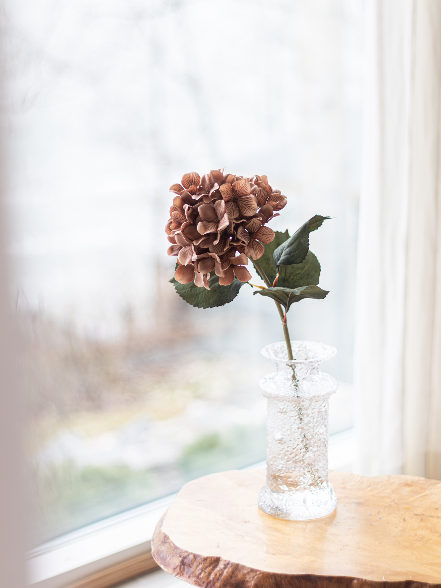 Hortensia Bloom Deco oksa burgundi 