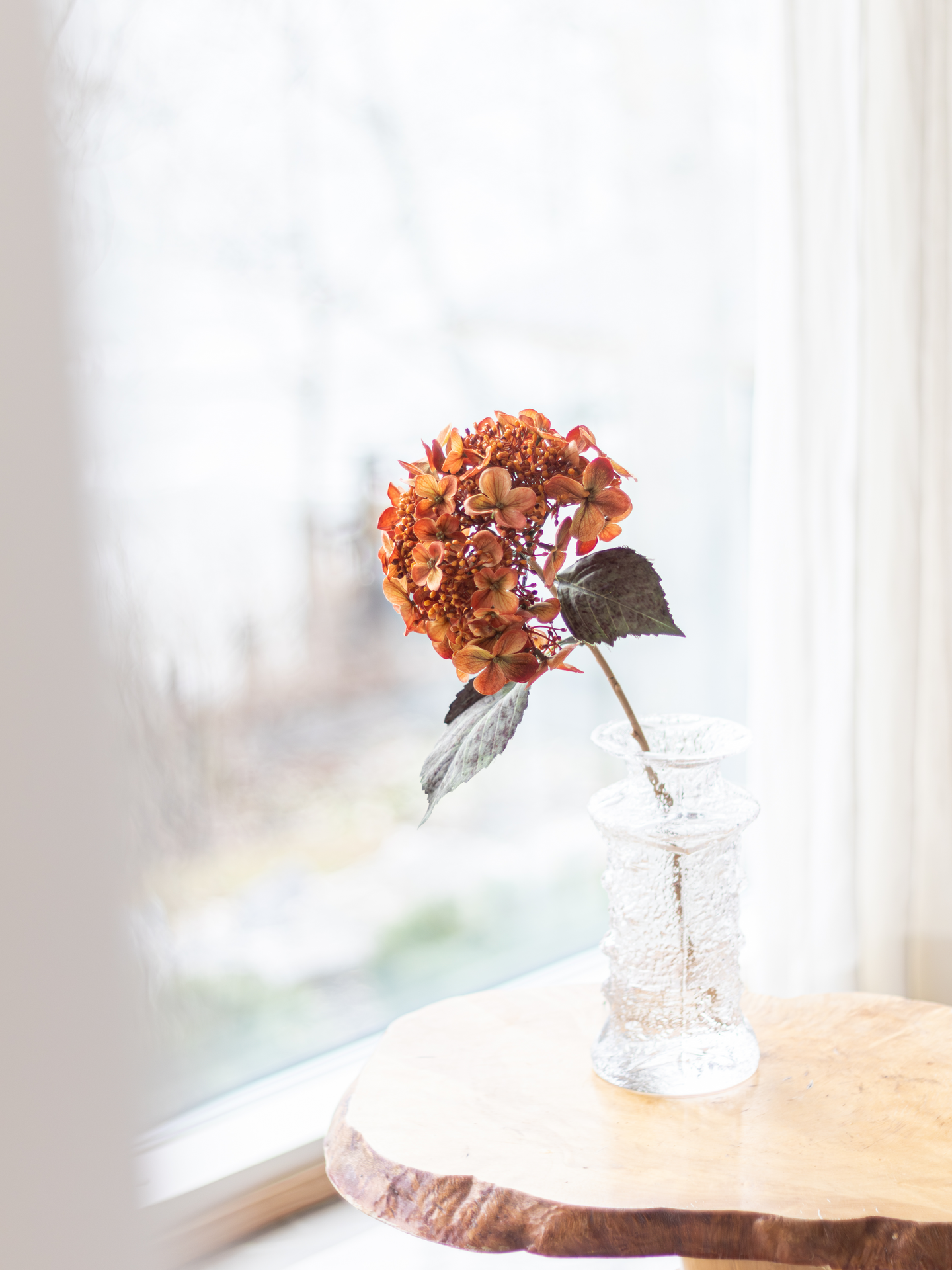Hortensia Bloom Deco oksa oranssi 