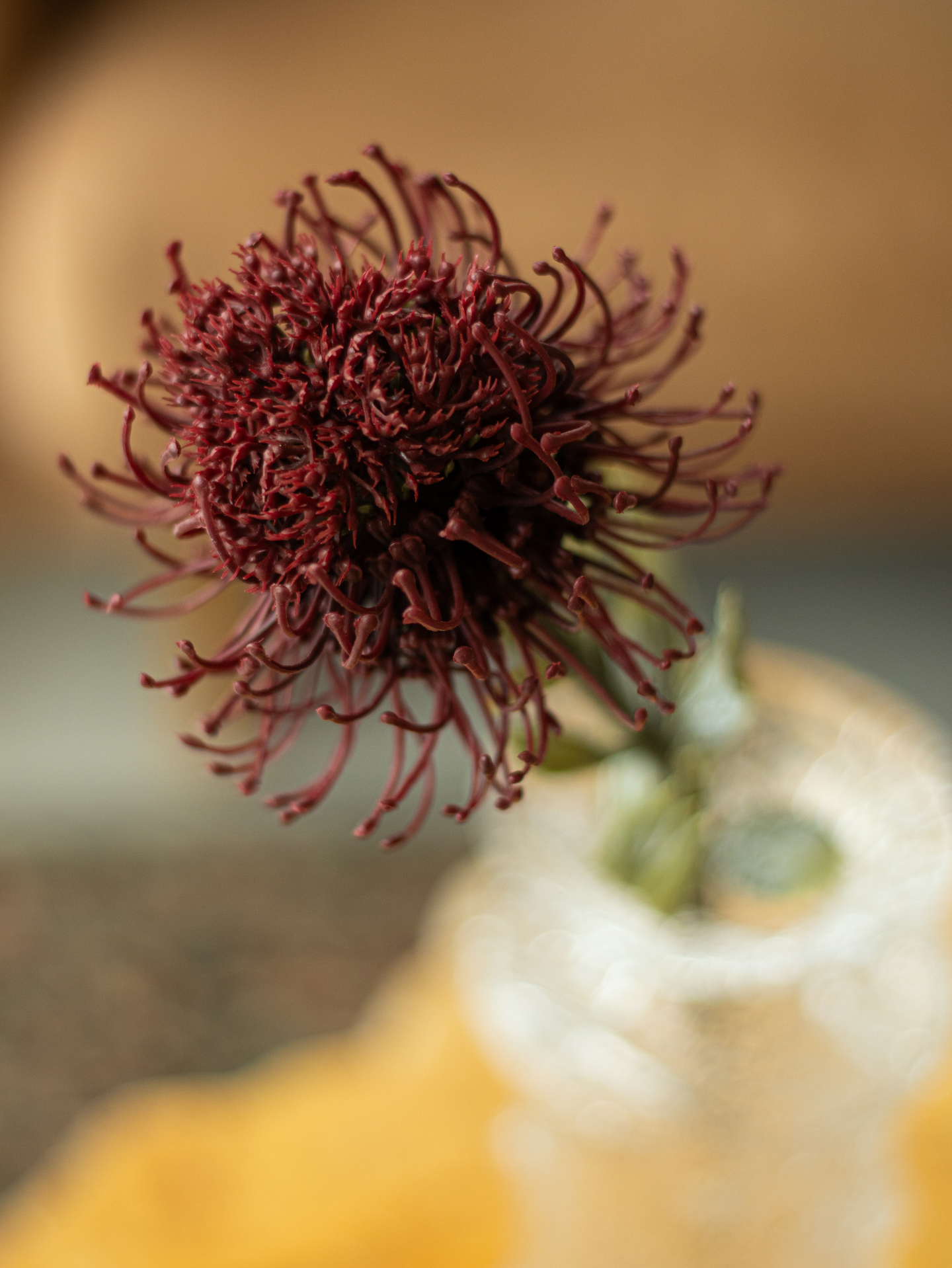 Protea Bloom Deco oranssi/burgundi