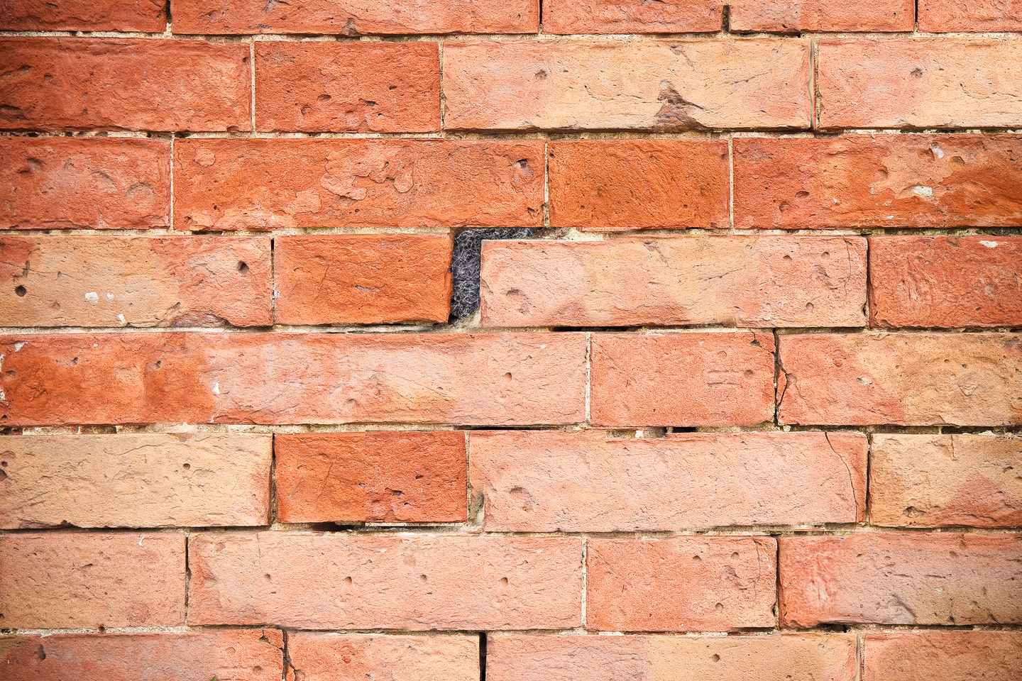 Teräsvilla hiiri ja rotta 4x40cm