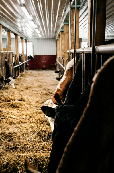 Teollisuusvalaiaisn Hide-a-Lite Liteline Ip66 8550lm 55W 3/4K Gr