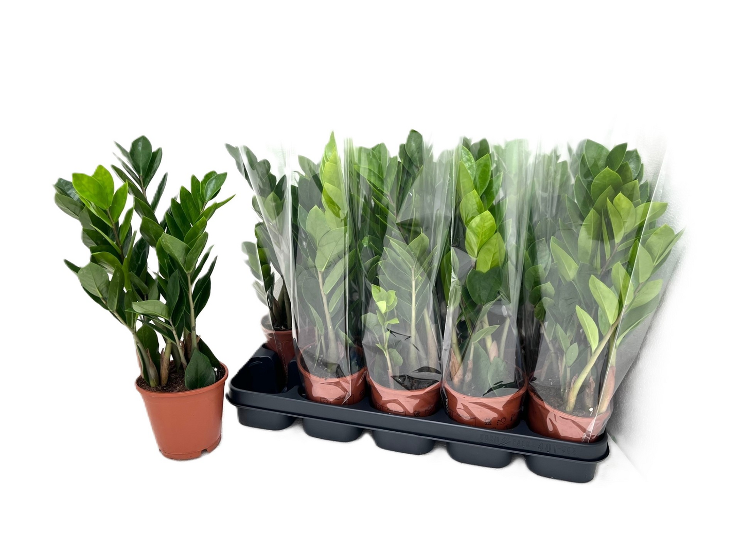 Palmuvehka Zamioculcas Zamiifolia 12cm ruukku