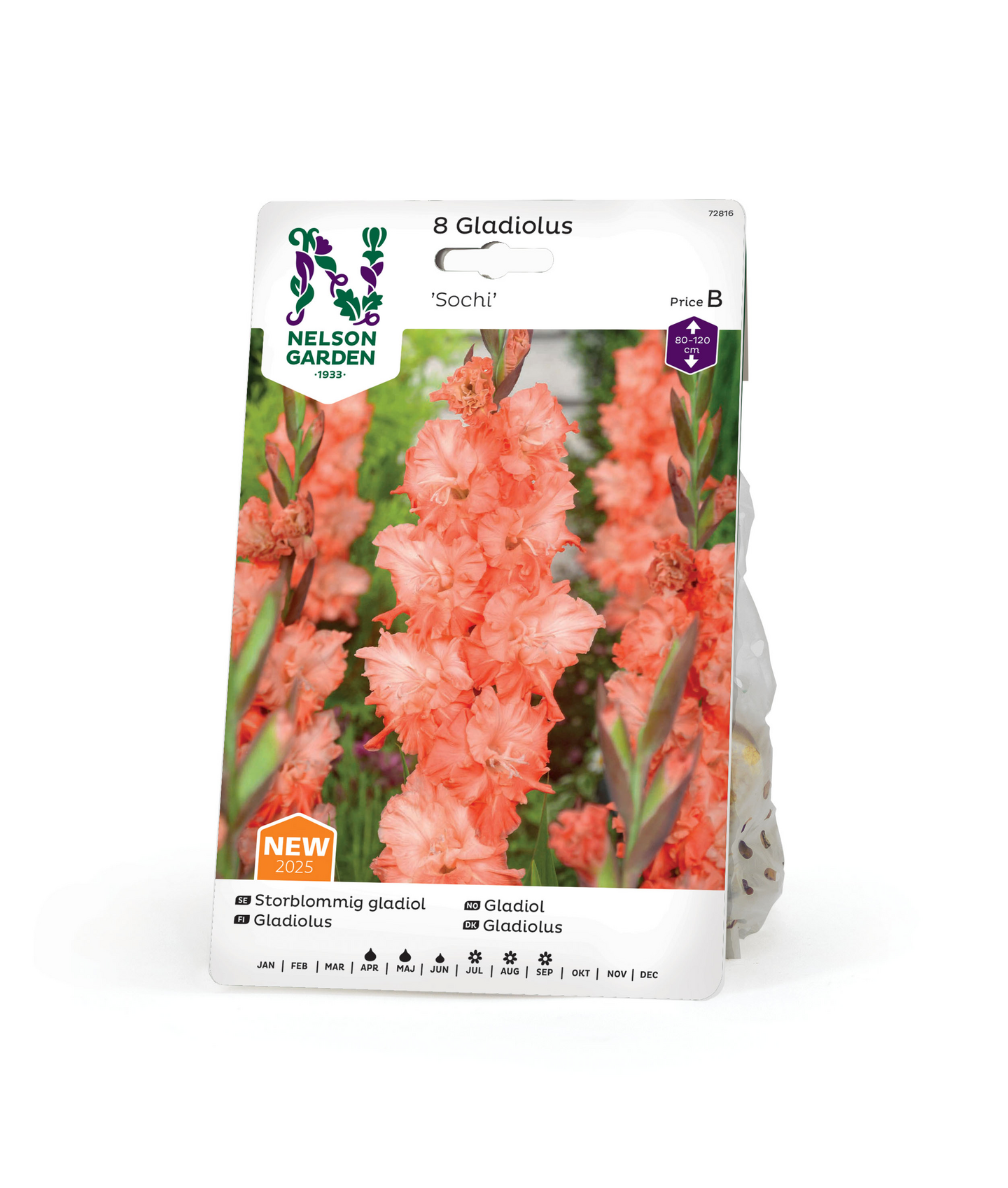 Miekkalilja sipuli Sochi 8kpl