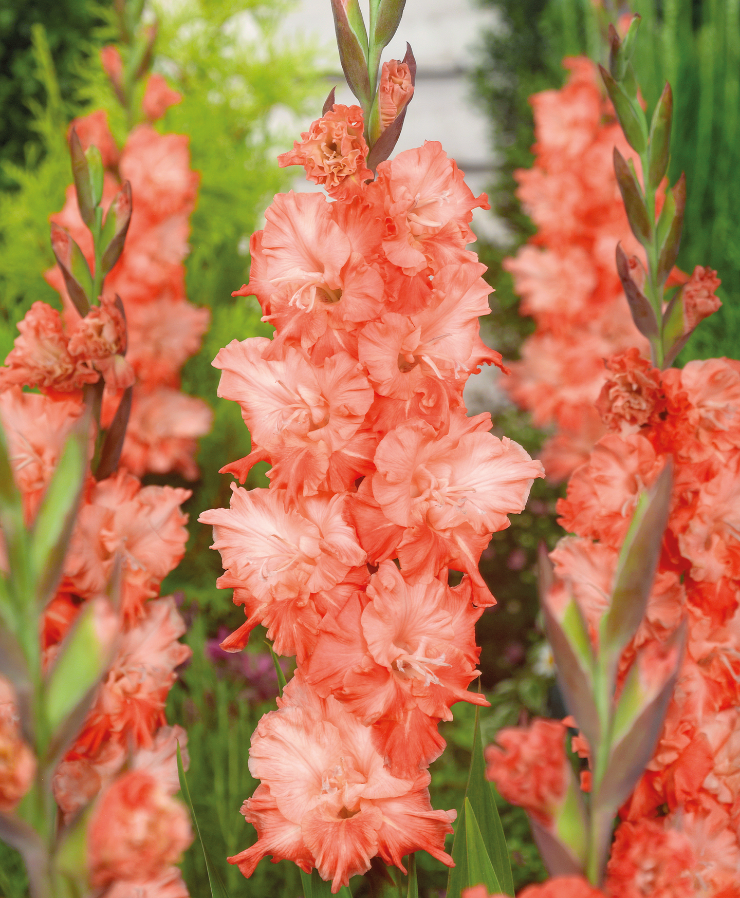 Miekkalilja sipuli Sochi 8kpl