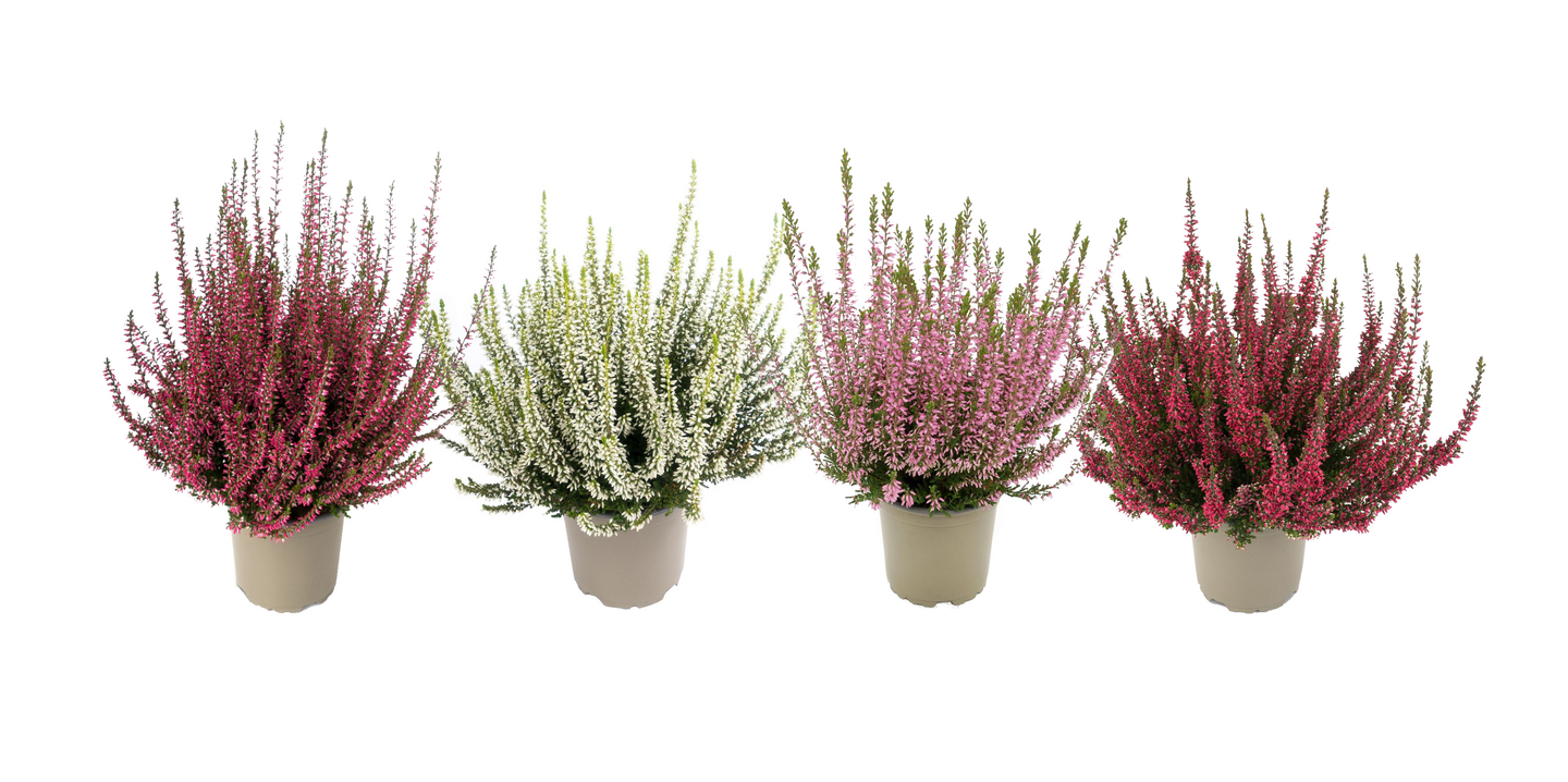 Kanerva Calluna Beauty ladies 12cm ruukku
