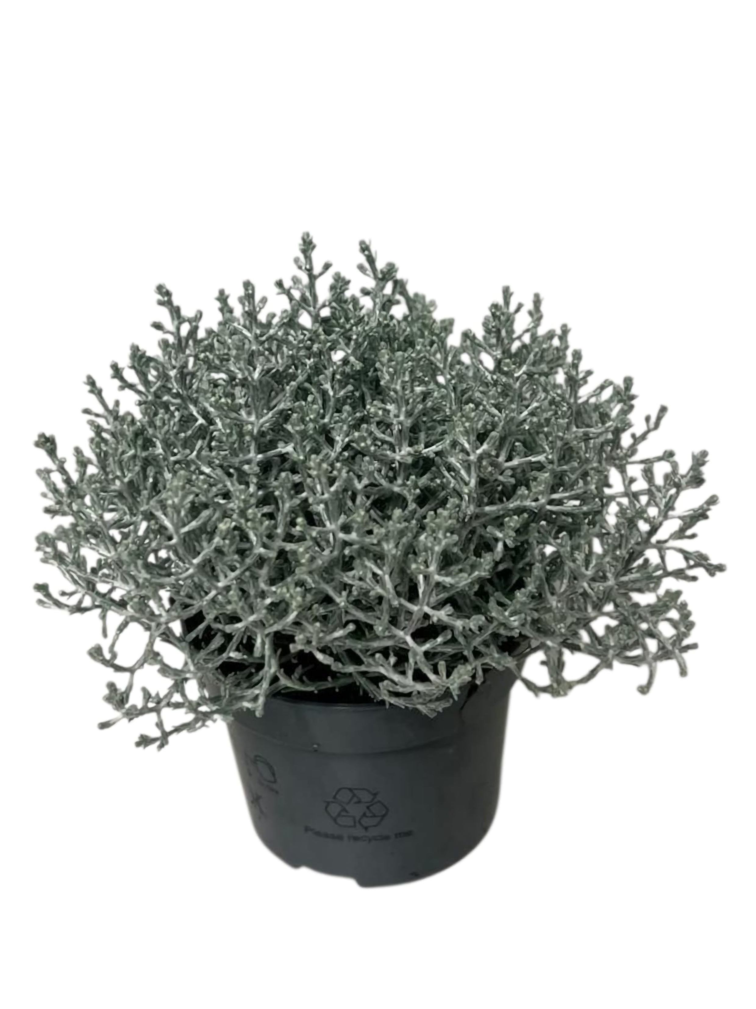 Hopealanka Calocephalus brownii 10,5cm ruukku