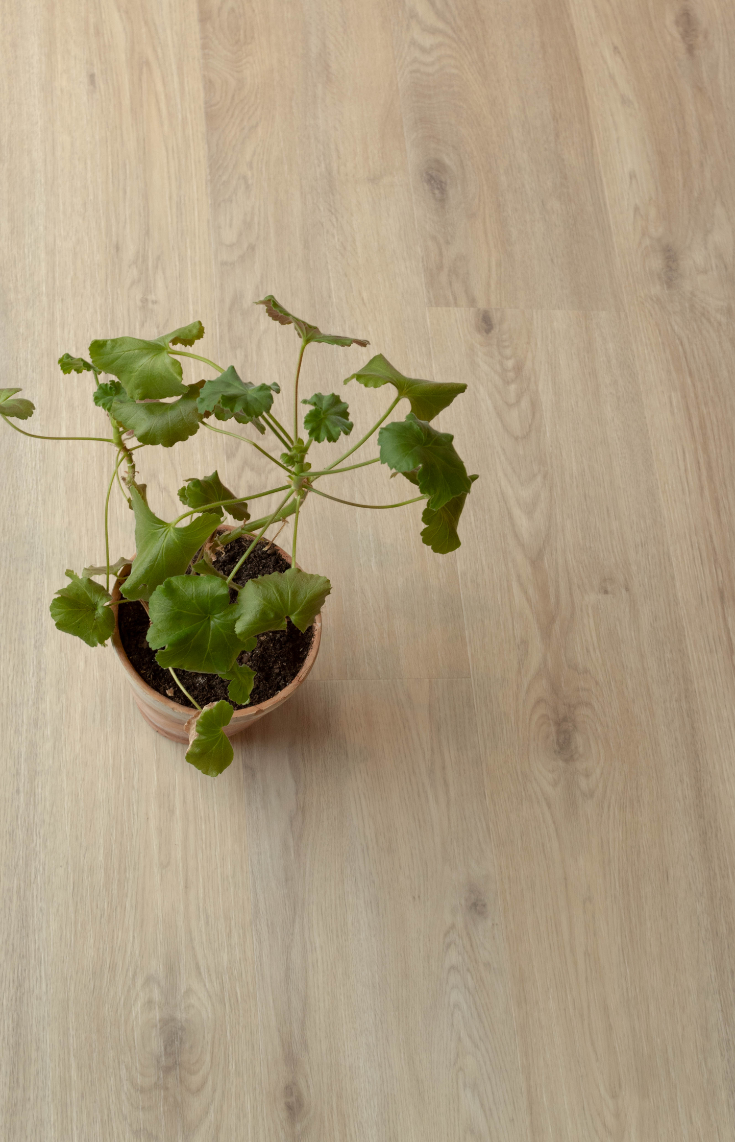 MAXWEAR EK RAW 1,86M² 116123 1190X195X11MM