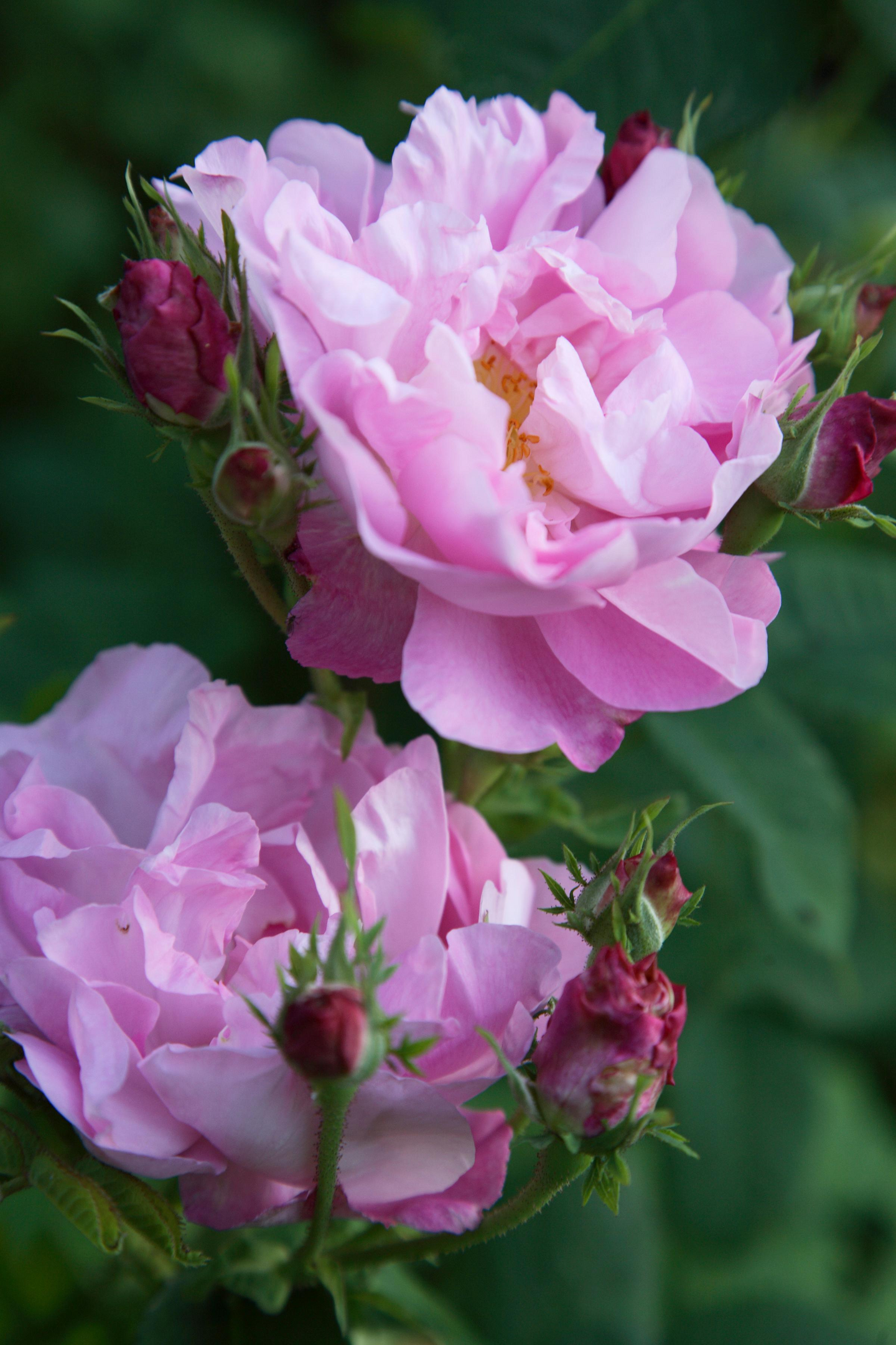 Ruusulannoite Kekkilä 0,8kg