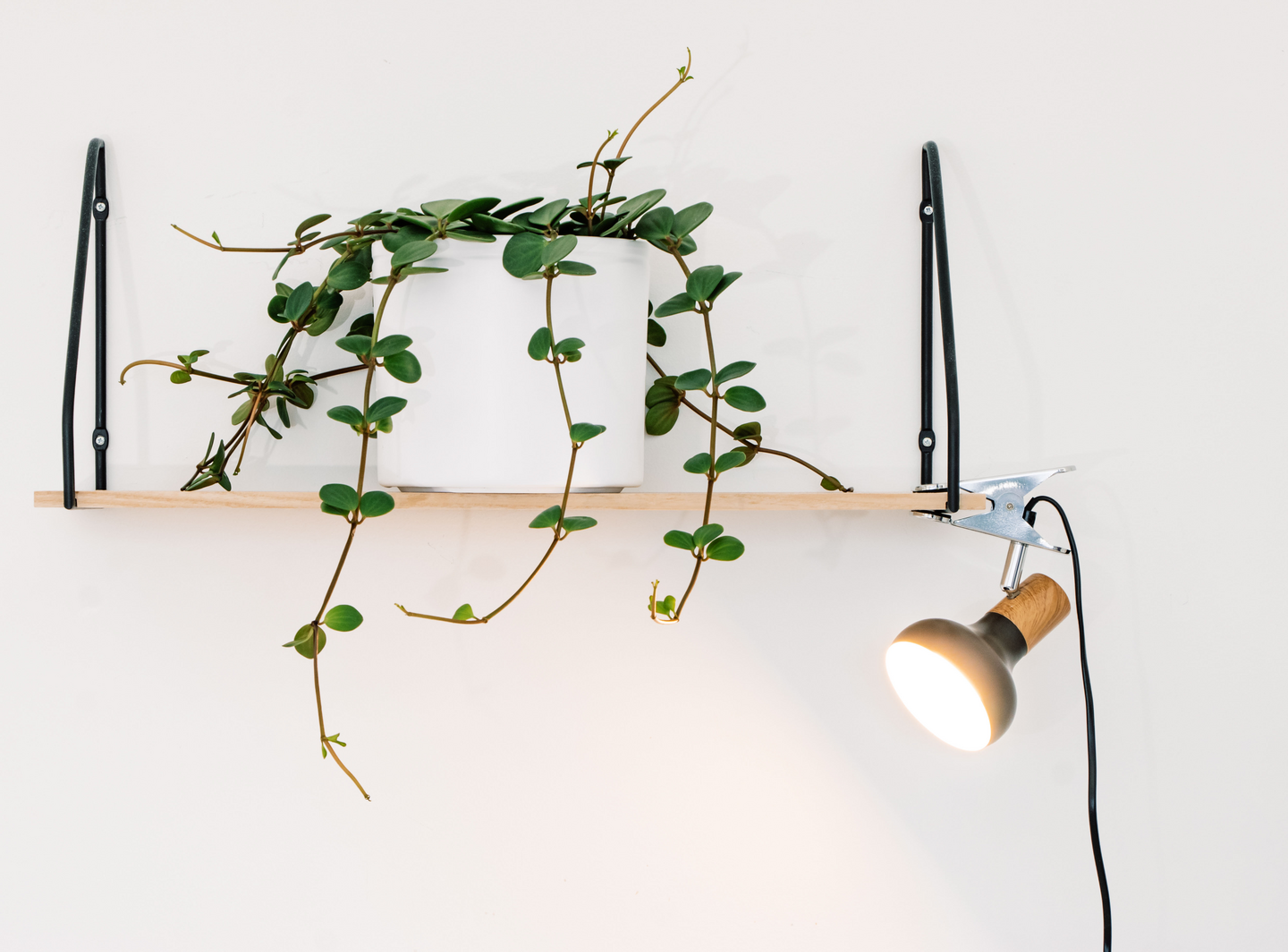 Nipistinvalaisin Sessak Isa valkoinen