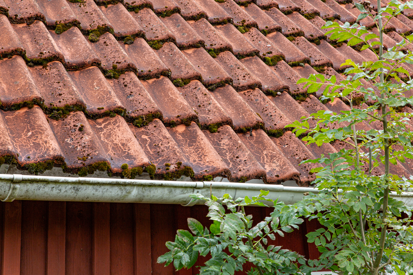 GRÖN-FRI JAPE SPRAY BIOCID 0,5L, BEKÄMPNINGSMEDEL DIREKT