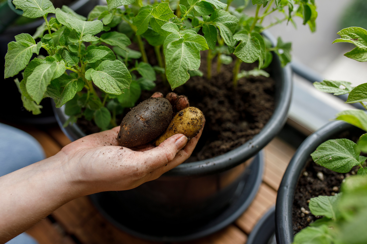 Perunalannoite Kekkilä luonnonmukainen 1,2l