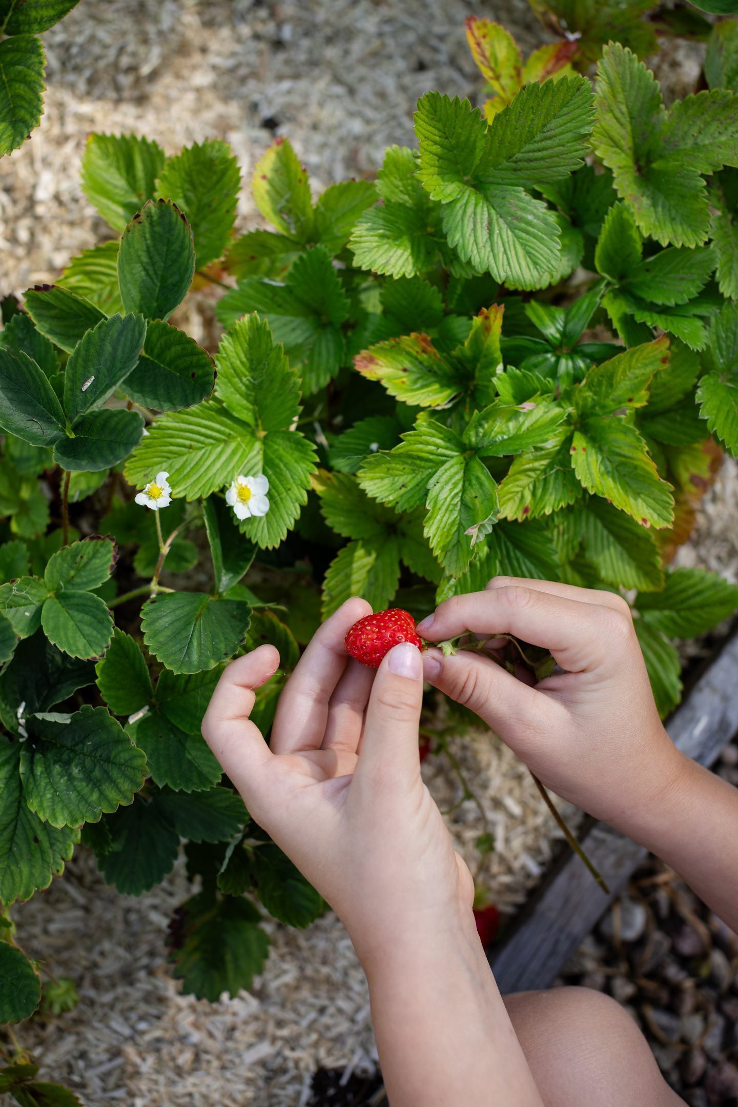 Marjalannoite Kekkilä luonnonmukainen 1,2l