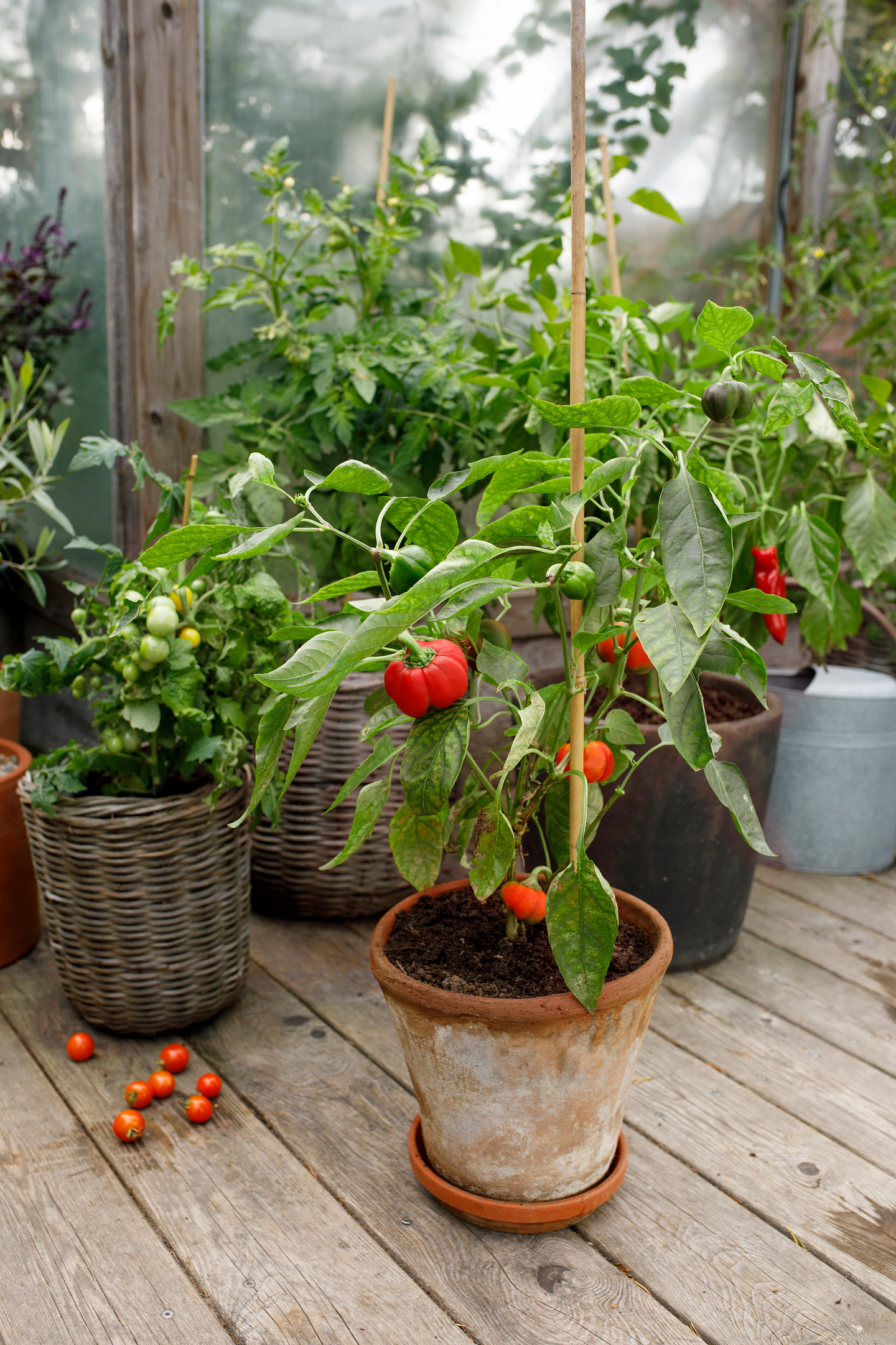 Tomaatti- ja chilimulta Kekkilä 4l