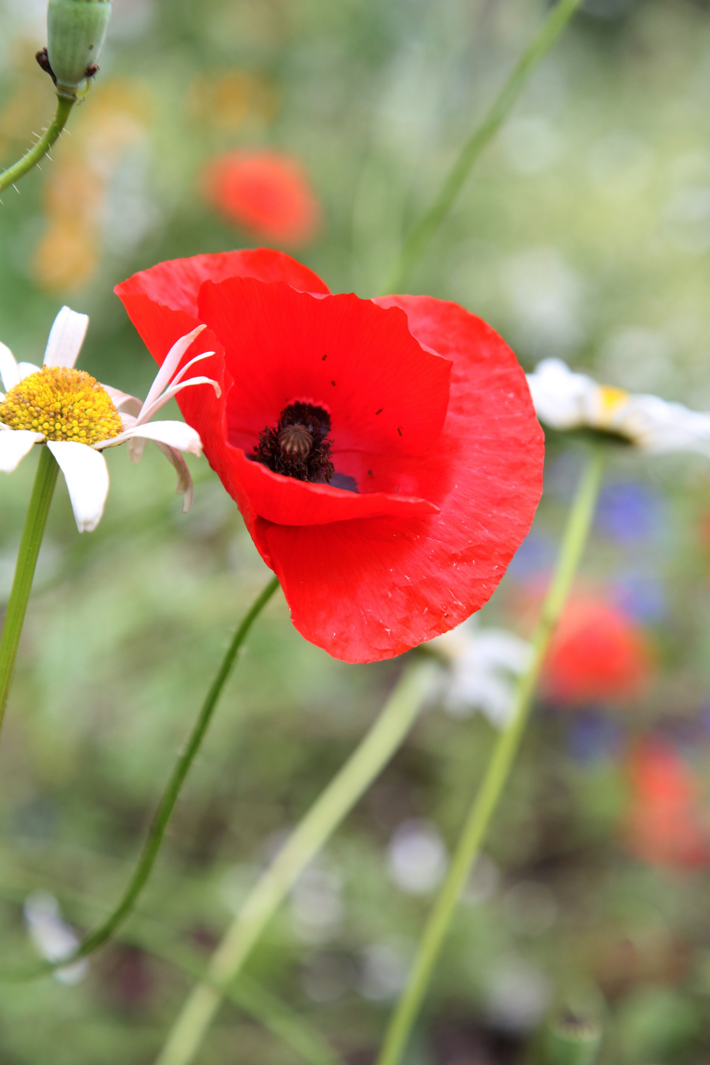Pölyttäjäniitty siemenseos Kekkilä 25g