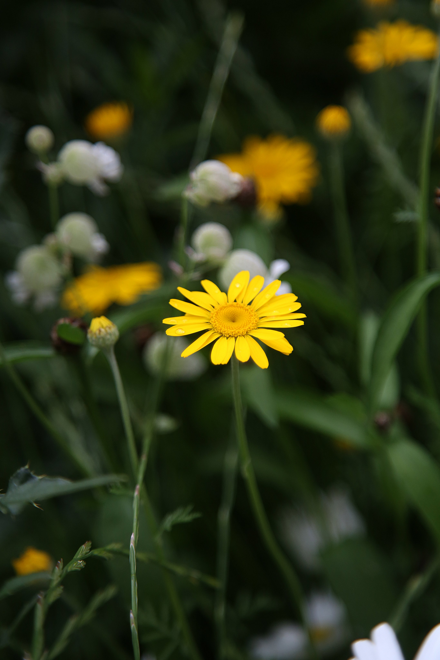 Pölyttäjäniitty siemenseos Kekkilä 25g