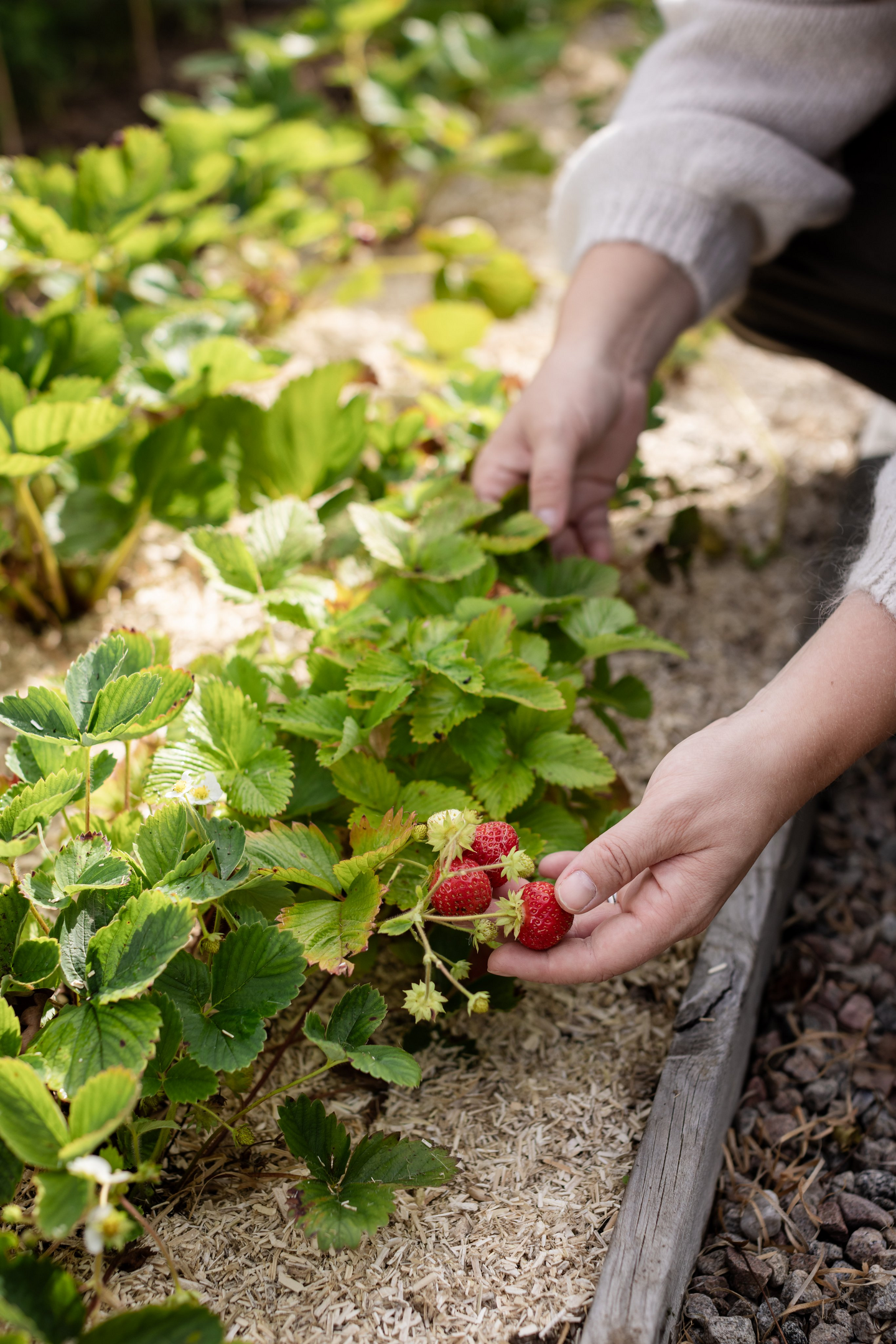 Kasvimaakate Kekkilä 10kg