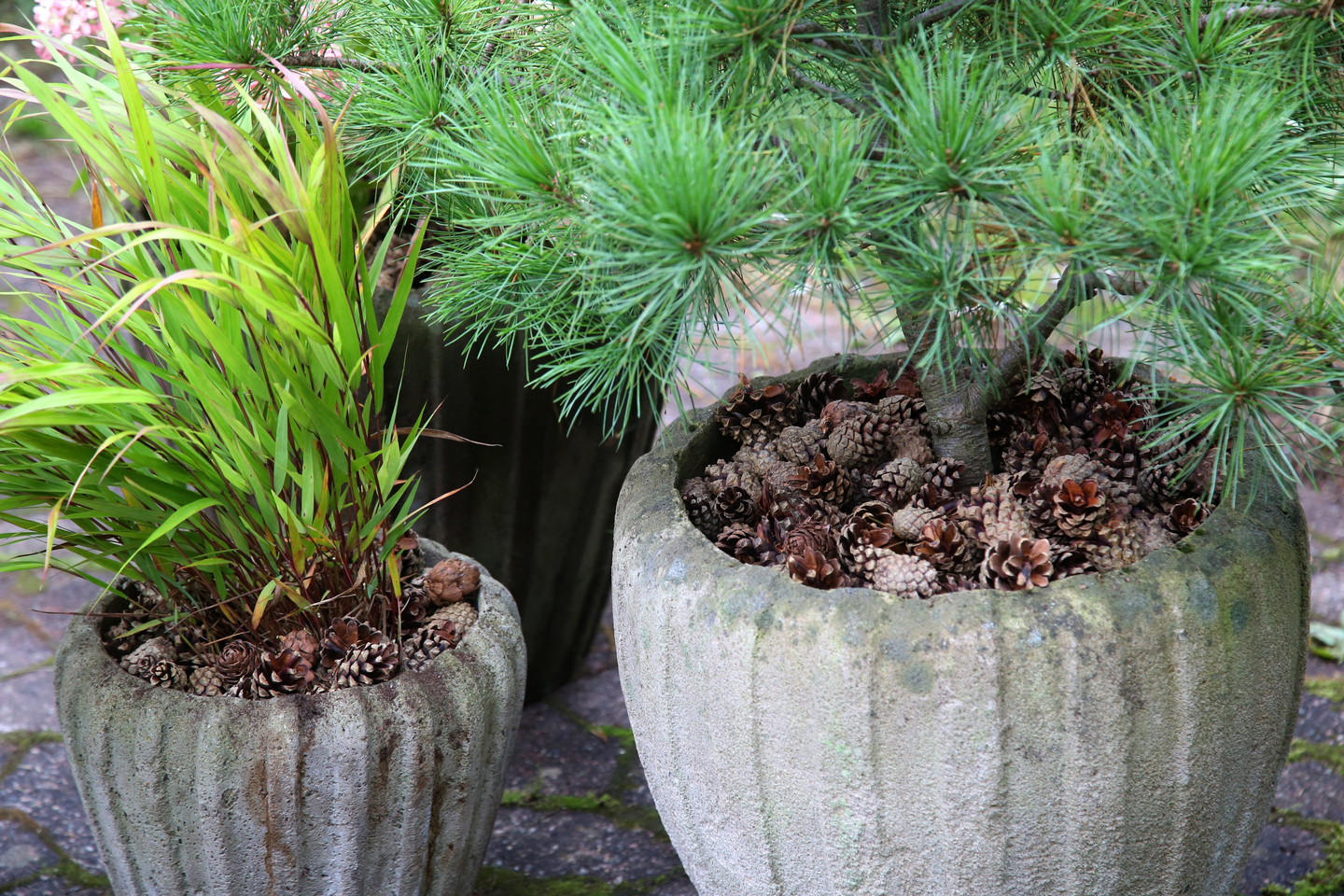 Käpykate Kekkilä 30l